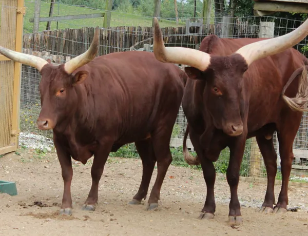 Ankole