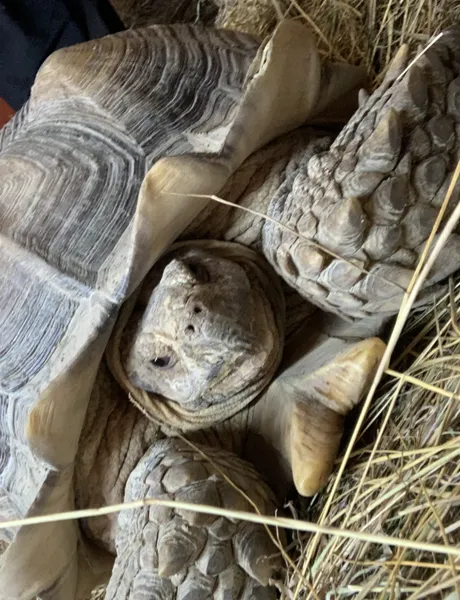 Sulcata Tortoise