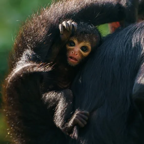 Baby Spider Monkey At Chessington World Of Adventures Resort For Mother's Day
