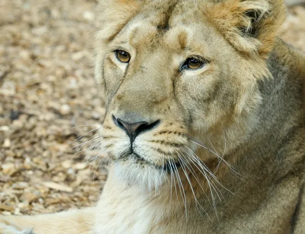 Lion (1)