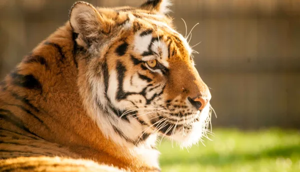 Tiger Kyra (1)