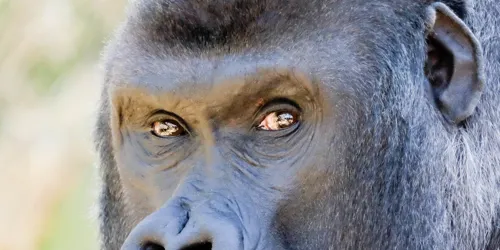 Gorilla Dimisi
