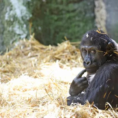 Animals 29