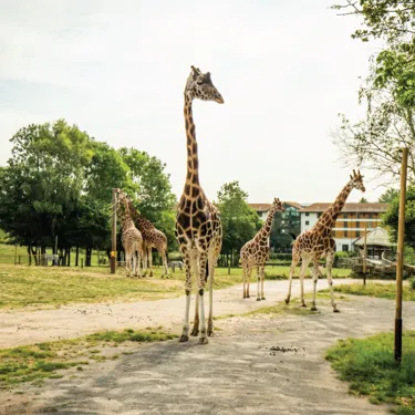 GIRAFFE SNEAK PEAKS