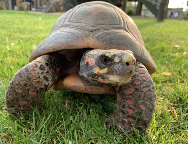 Red Footed Tortoise