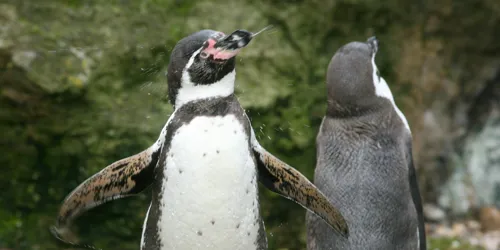 PENGUINS 002