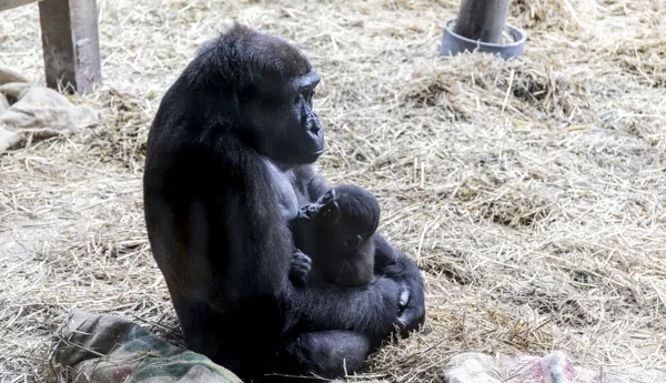 CWOA Gorillas 02 LMC19