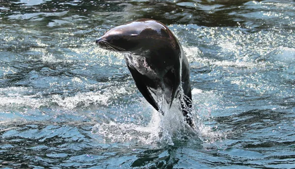 Sealion2