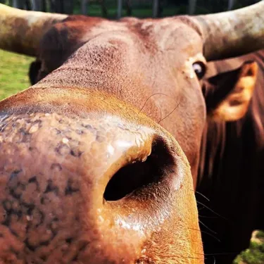 Ankole Eden